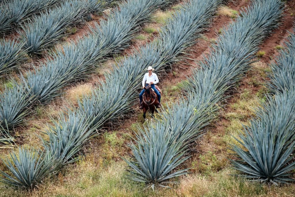 Agave plants