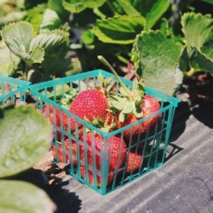 Read more about the article Discover English strawberries this summer
